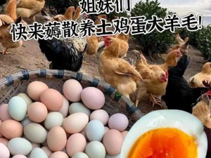 得到超级肉禽系统的紫岭红山养殖出的高品质鸡蛋