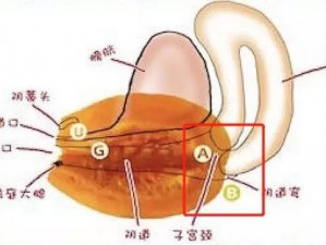 全新升级娇小学生高潮出血，体验前所未有的极致快感