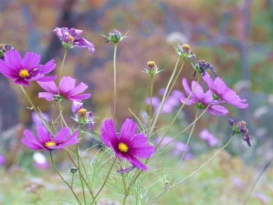 野花视频在线观看，免费无广告，精彩内容看不停