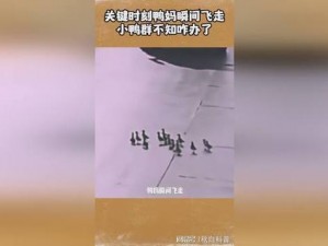 如何掌握关键时刻：鹅鹅鸭呆呆鸟的胜利之路