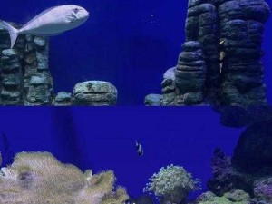 纸牌水族馆惊艳瞬间：精美截图预览探秘神奇海底世界之旅