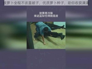 拔萝卜全程不该盖被子，优质萝卜种子，助你收获满满