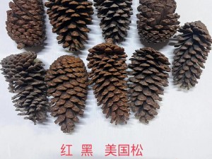 明日松果商机揭秘：松果种植能否成为赚钱新途径？