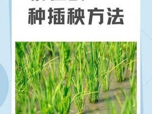 夫妻插秧 38 种方法图片大全，体验农耕文化的别样情趣