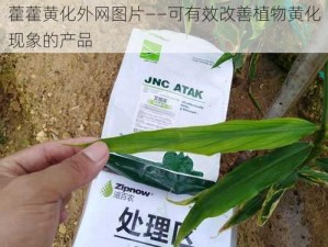 藿藿黄化外网图片——可有效改善植物黄化现象的产品