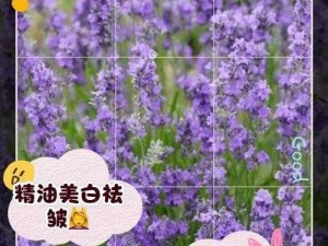 薰衣草研究所 APP：探索薰衣草的奥秘，尽在指尖