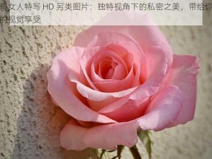 大荫蒂女人特写 HD 另类图片：独特视角下的私密之美，带给你前所未有的视觉享受