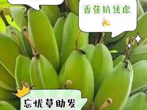 香蕉和忘忧草对焦虑的影响：天然的抗焦虑食品