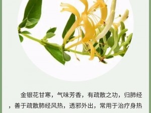 活恶 txl 金银花：清热解毒的天然饮品，原文免费阅读