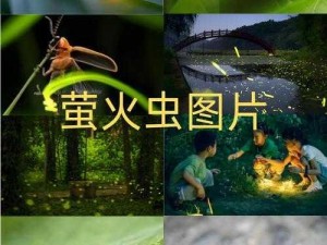 云南发现珍贵萤火虫新种，三大新发现照亮生物多样性宝库