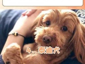 色狗狗首页、色狗狗首页为何无法正常显示？