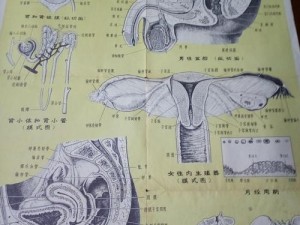 男生的坤坤放到女生的哪里？生理卫生知识挂图