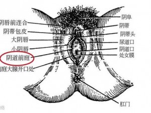 男人添女人的荫蒂视频：提升性福的私密神器