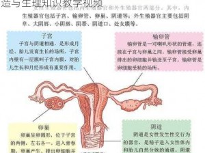 真人女处破流血视频：珍贵的女性生殖器官构造与生理知识教学视频