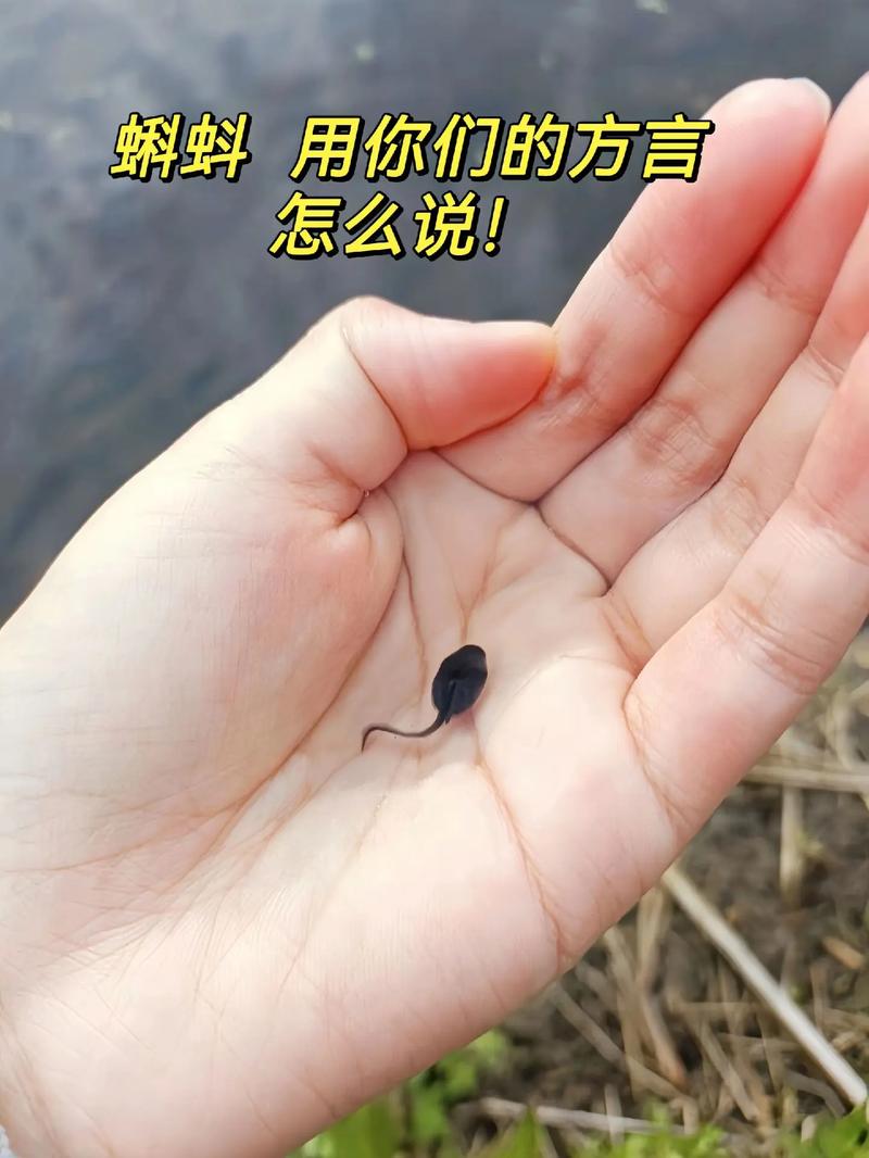 小蝌蚪视频小蝌蚪 APP 小蝌蚪，一款专注于视频播放的移动应用