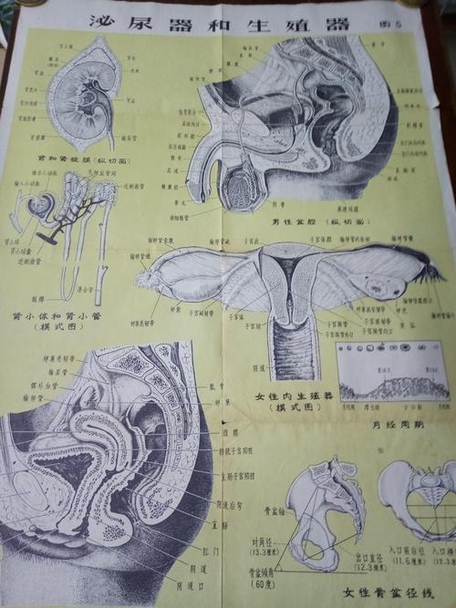 男生的坤坤放到女生的哪里？生理卫生知识挂图