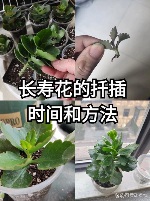 如何制作扦插过程视频：一款简单易用的视频制作软件