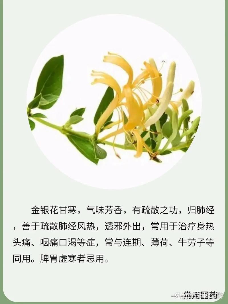 活恶 txl 金银花：清热解毒的天然饮品，原文免费阅读