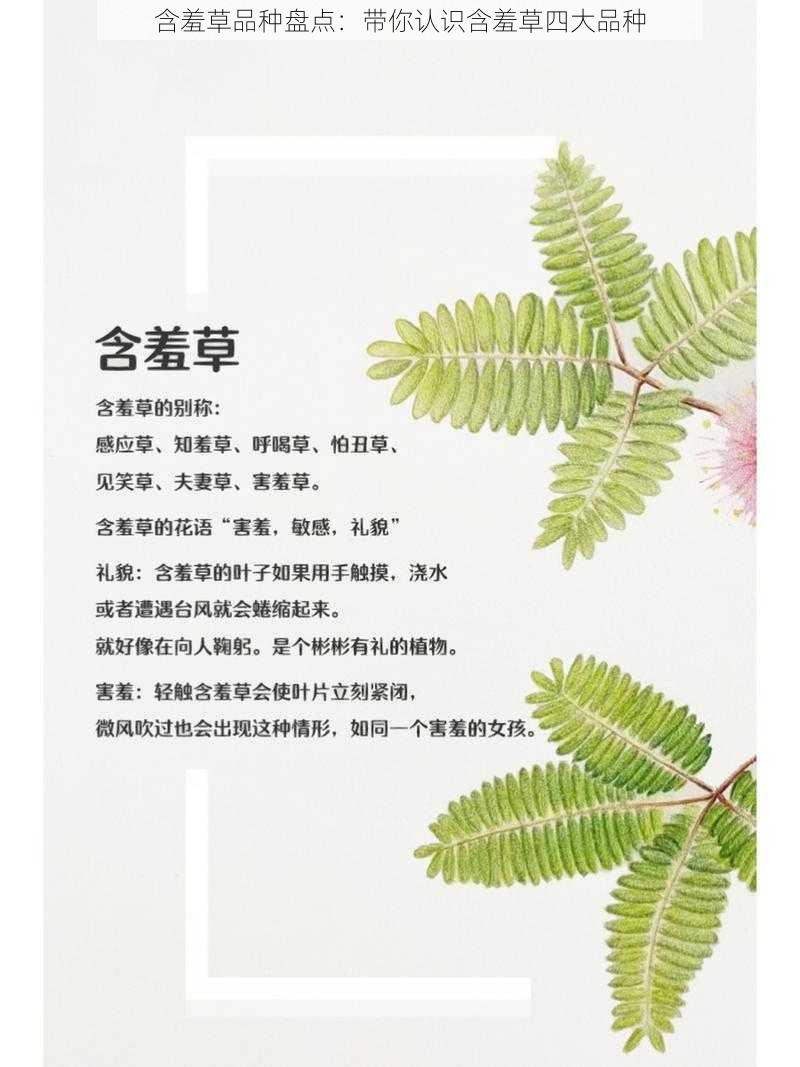 含羞草品种盘点：带你认识含羞草四大品种