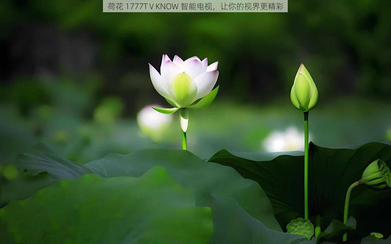 荷花 1777TⅤKNOW 智能电视，让你的视界更精彩