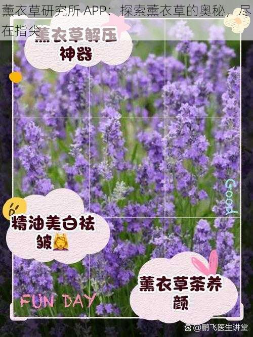 薰衣草研究所 APP：探索薰衣草的奥秘，尽在指尖