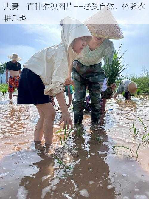 夫妻一百种插秧图片——感受自然，体验农耕乐趣