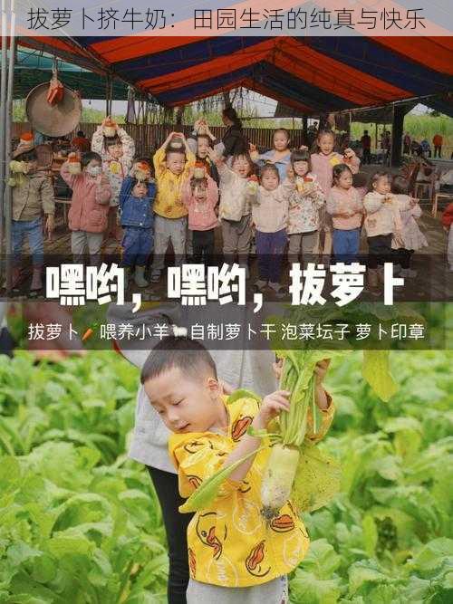 拔萝卜挤牛奶：田园生活的纯真与快乐