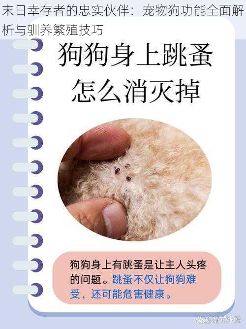 末日幸存者的忠实伙伴：宠物狗功能全面解析与驯养繁殖技巧