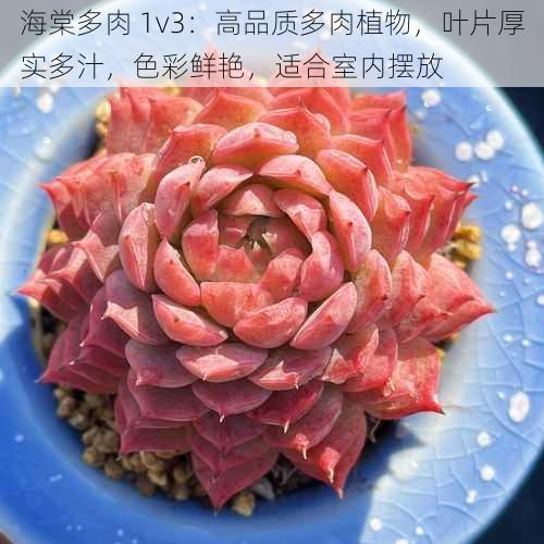 海棠多肉 1v3：高品质多肉植物，叶片厚实多汁，色彩鲜艳，适合室内摆放