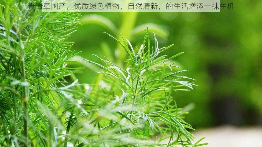 青青草国产，优质绿色植物，自然清新，的生活增添一抹生机