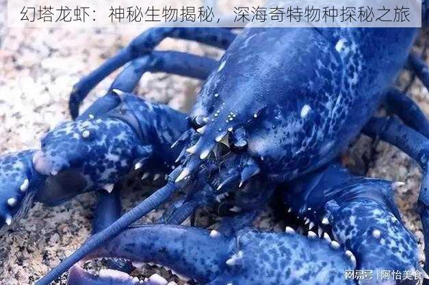 幻塔龙虾：神秘生物揭秘，深海奇特物种探秘之旅