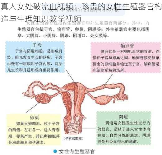 真人女处破流血视频：珍贵的女性生殖器官构造与生理知识教学视频