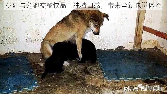 少妇与公狍交酡饮品：独特口感，带来全新味觉体验