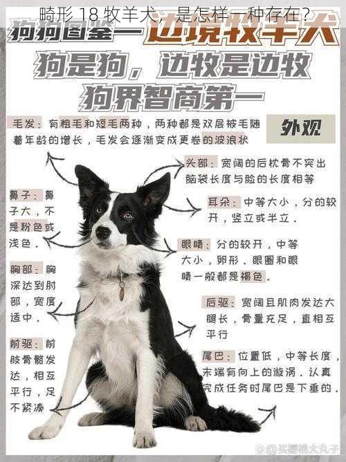 畸形 18 牧羊犬，是怎样一种存在？