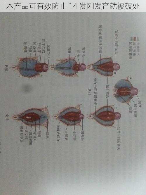 本产品可有效防止 14 发刚发育就被破处