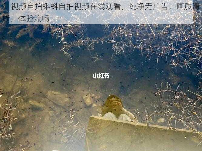 9l 视频自拍蝌蚪自拍视频在线观看，纯净无广告，画质清晰，体验流畅