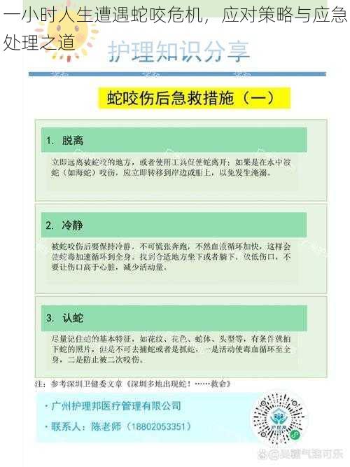 一小时人生遭遇蛇咬危机，应对策略与应急处理之道