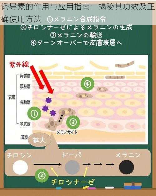 诱导素的作用与应用指南：揭秘其功效及正确使用方法