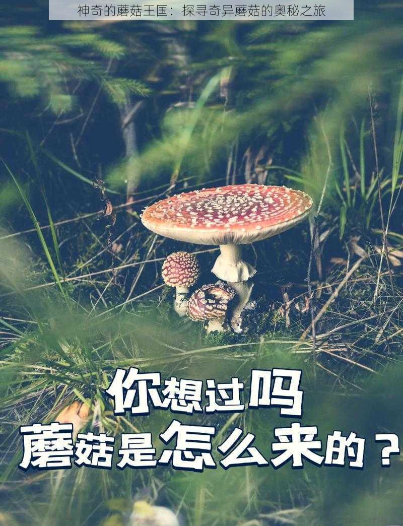 神奇的蘑菇王国：探寻奇异蘑菇的奥秘之旅