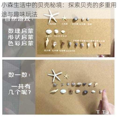 小森生活中的贝壳秘境：探索贝壳的多重用途与趣味玩法