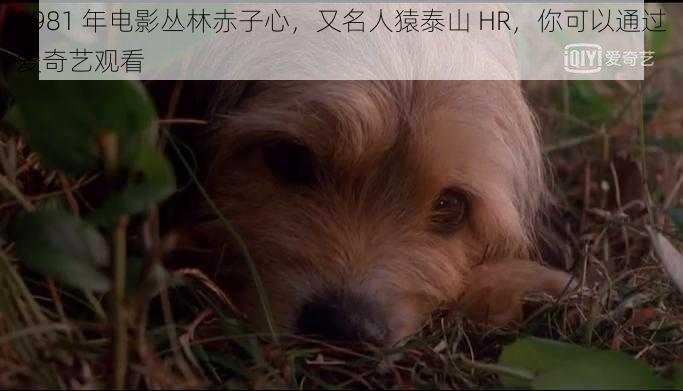 1981 年电影丛林赤子心，又名人猿泰山 HR，你可以通过爱奇艺观看