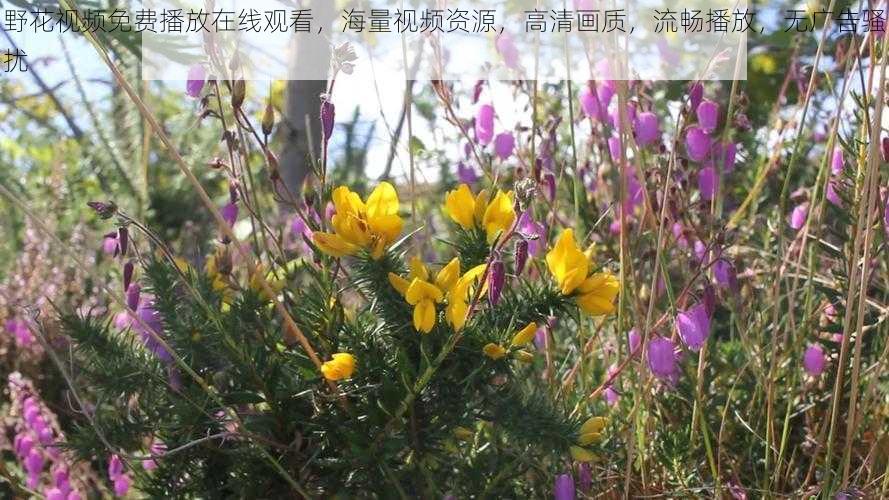 野花视频免费播放在线观看，海量视频资源，高清画质，流畅播放，无广告骚扰