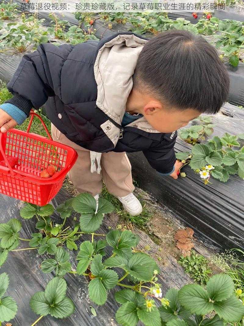 草莓退役视频：珍贵珍藏版，记录草莓职业生涯的精彩瞬间