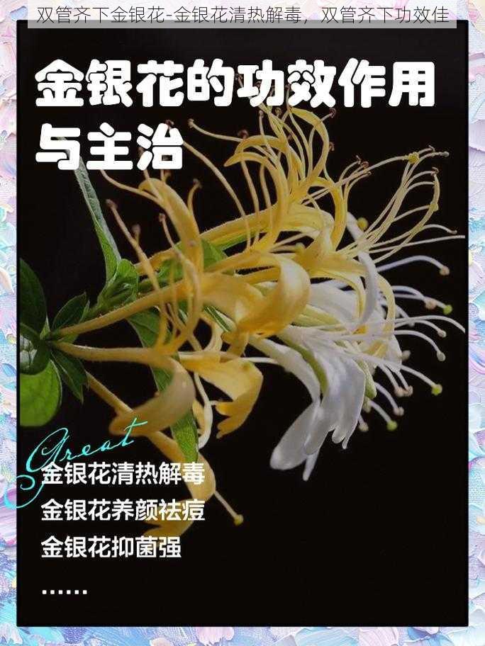 双管齐下金银花-金银花清热解毒，双管齐下功效佳