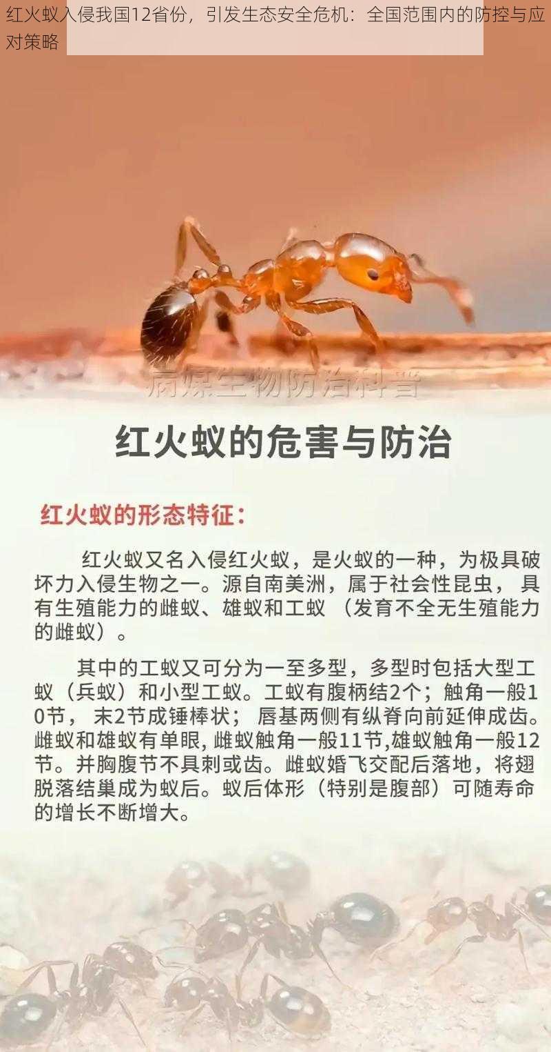 红火蚁入侵我国12省份，引发生态安全危机：全国范围内的防控与应对策略