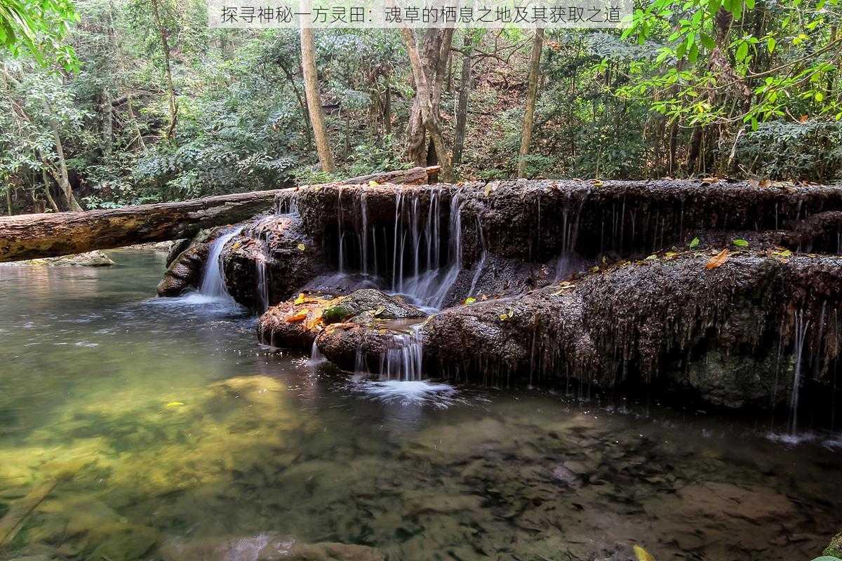 探寻神秘一方灵田：魂草的栖息之地及其获取之道