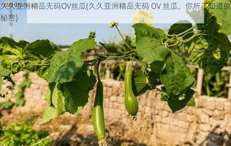 久久亚洲精品无码OV丝瓜(久久亚洲精品无码 OV 丝瓜，你所不知道的秘密)