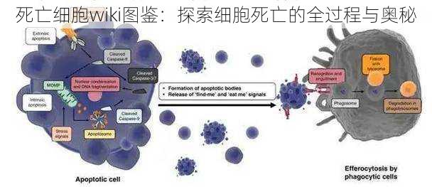 死亡细胞wiki图鉴：探索细胞死亡的全过程与奥秘