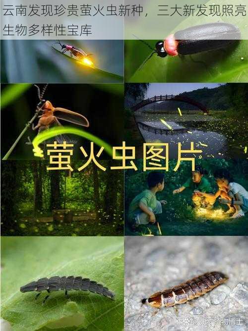 云南发现珍贵萤火虫新种，三大新发现照亮生物多样性宝库