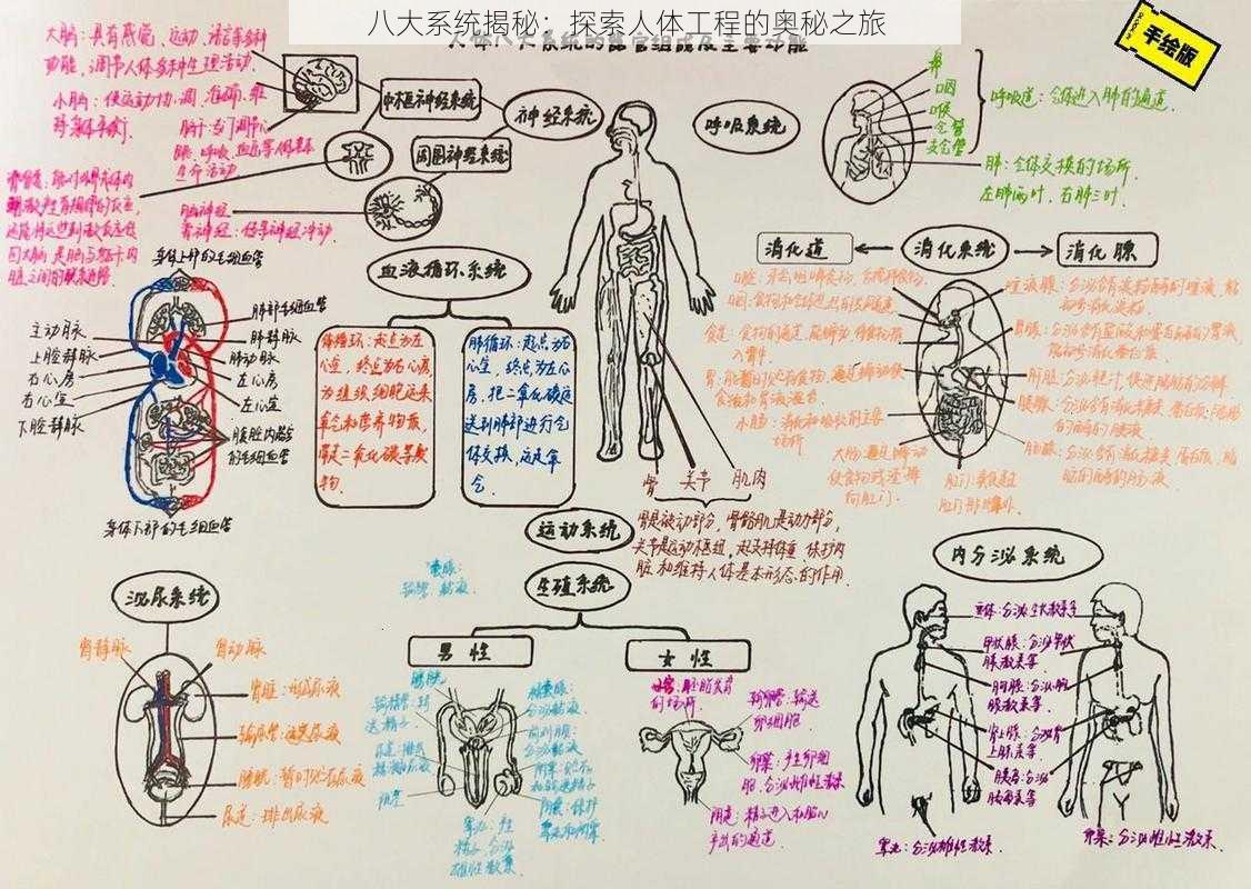 八大系统揭秘：探索人体工程的奥秘之旅